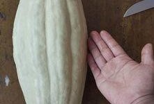 可以吃叶子的瓜,探寻可食叶子的瓜类美食之旅