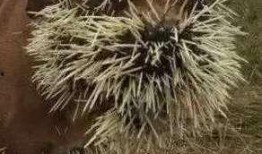 鸟会吃瓜实蝇,鸟类餐桌上的美味佳肴