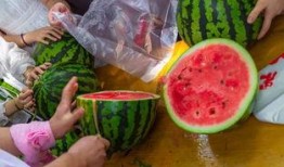 就地吃瓜的视频,揭秘网络热梗背后的趣味与思考