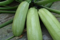 吃拉瓜的好处,营养丰富的健康美食，吃出健康好生活