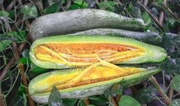 羊角瓜是什么季节吃