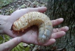 大虫子的吃瓜群,揭秘网络社交圈的独特魅力