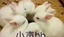 兔儿瓜尖孕妇可以吃吗,孕妇食用指南与注意事项