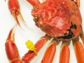 螃蟹能跟土瓜一起吃吗,能否同食揭秘
