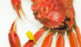 螃蟹能跟土瓜一起吃吗,能否同食揭秘