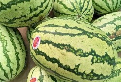 吃瓜买了个瓜,一场意外的“瓜”之旅