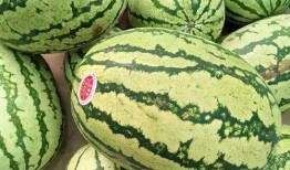 吃瓜买了个瓜,一场意外的“瓜”之旅