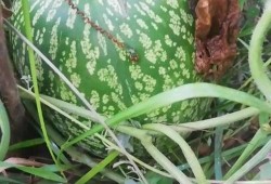 喝中草药能同时吃小瓜吗,中草药与小瓜同食的注意事项